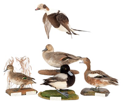 Lot 167 - Taxidermy: A Group of Five Ducks, dated...