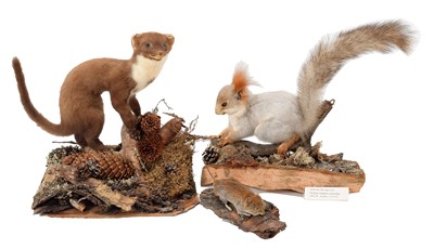 Lot 170 - Taxidermy: A Siberian Red Squirrel, European...