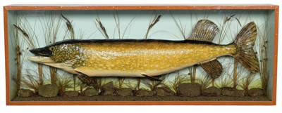 Lot 174 - Taxidermy: A Cased Northern Pike (Esox lucius),...