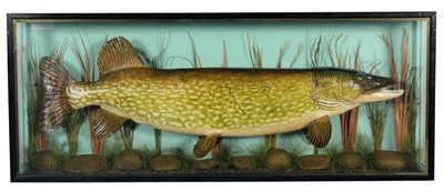 Lot 182 - Taxidermy: A Large Cased Northern Pike (Esox...