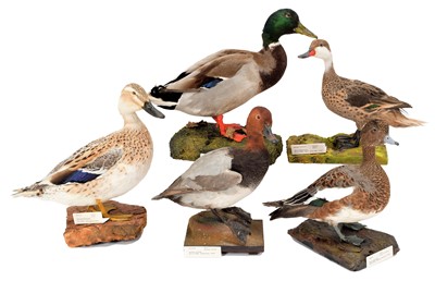 Lot 172 - Taxidermy: A Group of Five Ducks, dated...