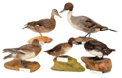 Lot 175 - Taxidermy: A Group of Five Ducks, dated...