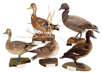 Lot 178 - Taxidermy: A Group of Four Ducks & Goose,...