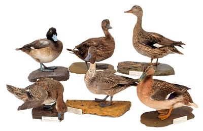 Lot 180 - Taxidermy: A Group of Six Ducks, 1948-1970,...