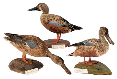 Lot 57 - Taxidermy: A Group of Three Shoveler Ducks,...