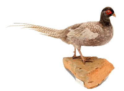 Lot 8 - Taxidermy: An Unusual Ring-Necked Pheasant...