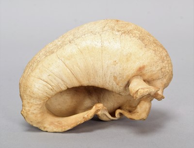 Lot 49 - National History: A Whale Ear Drum, circa late...