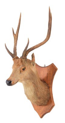 Lot 143 - Taxidermy: Rusa Deer (Rusa timorensis), circa...
