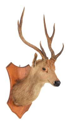 Lot 143 - Taxidermy: Rusa Deer (Rusa timorensis), circa...