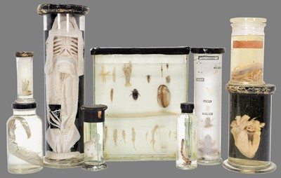 Lot 145 - Natural History Wet Specimens: A Collection of...