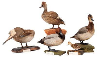 Lot 63 - Taxidermy: A Group of Five Ducks, dated...