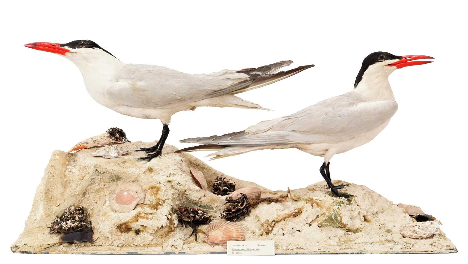 Lot 162 - Taxidermy: A Pair of Caspian Terns...