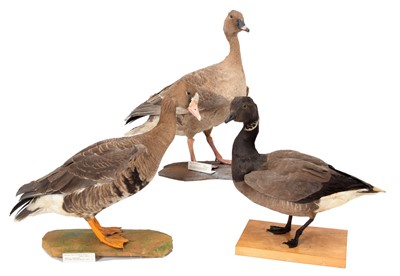 Lot 61 - Taxidermy: A Group of Three Geese, dated...