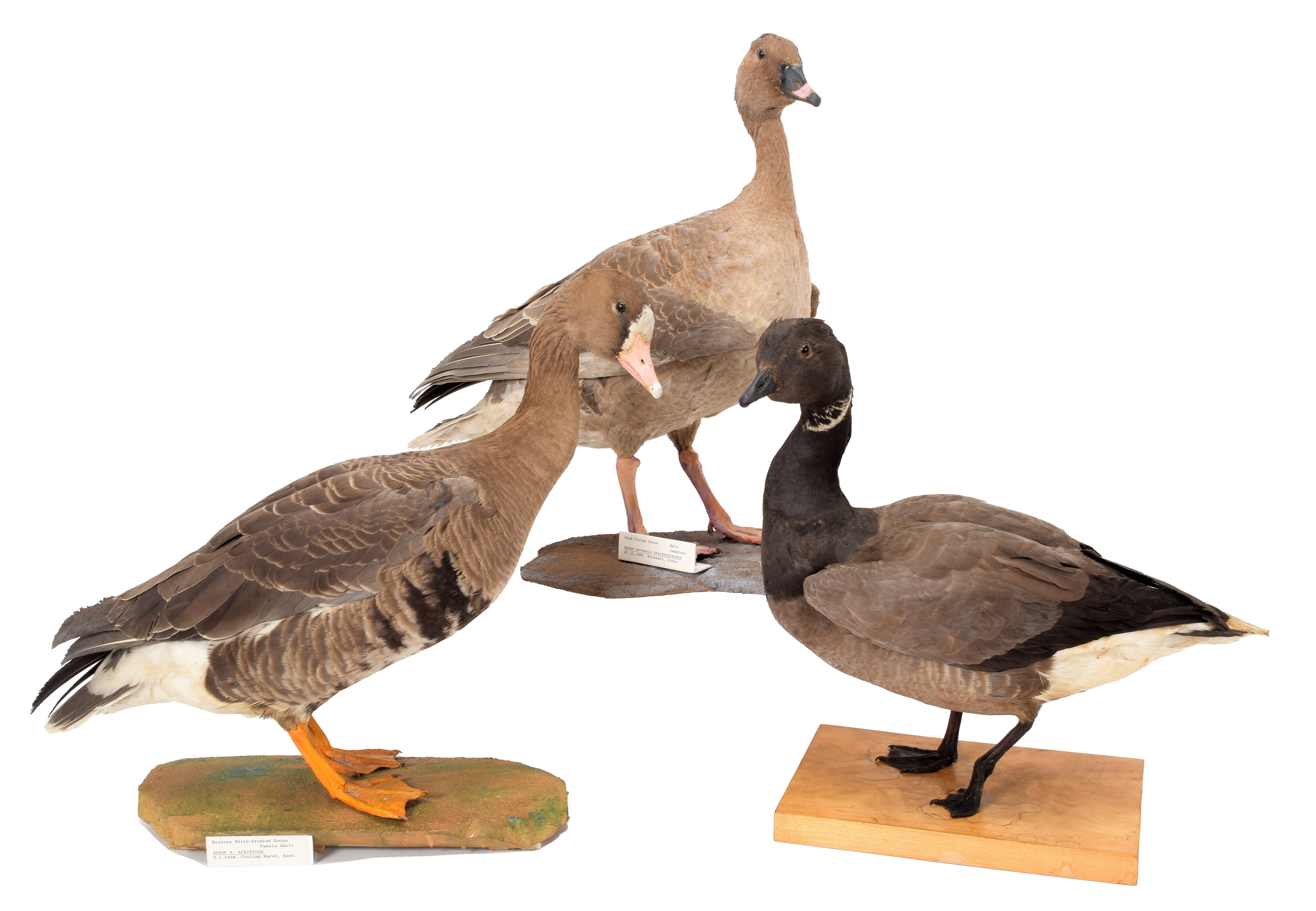 Lot 61 Taxidermy A Group of Three Geese, dated 1928