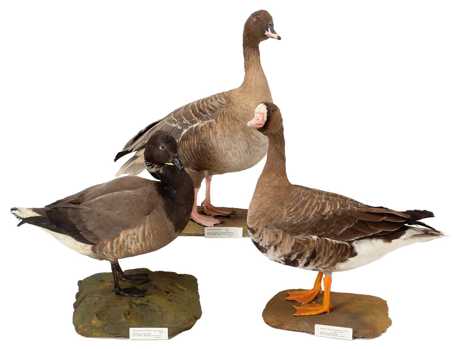 Lot 1 - Taxidermy: A Group of Three Geese, dated...