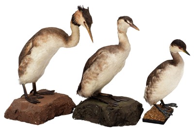 Lot 53 - Taxidermy: A Pair of Great Crested Grebes &...