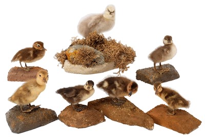 Lot 54 - Taxidermy: A Group of Seven Various Ducklings,...
