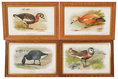 Lot 56 - Bird Prints: A Group of Nineteen Framed...