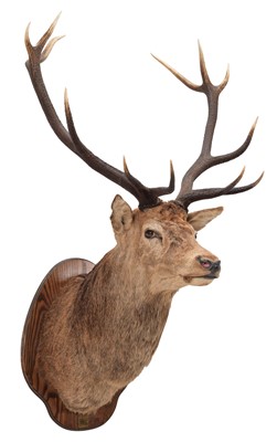 Lot 349 - Taxidermy: Scottish Red Deer (Cervus elaphus...