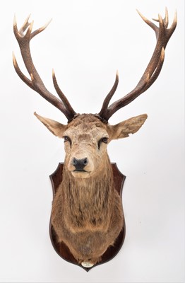 Lot 279 - Taxidermy: Scottish Red Deer (Cervus elaphus...