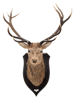 Lot 29 - Taxidermy: Scottish Red Deer (Cervus elaphus...