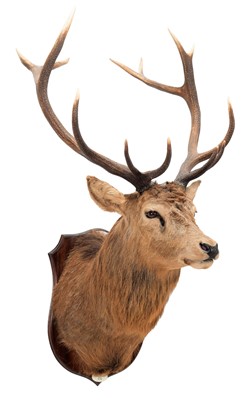 Lot 356 - Taxidermy: Scottish Red Deer (Cervus elaphus...