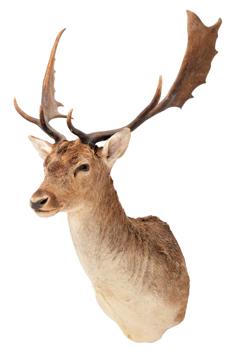 Lot 288 - Taxidermy: European Fallowbuck (Dama dama),...