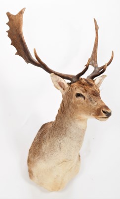 Lot 288 - Taxidermy: European Fallowbuck (Dama dama),...