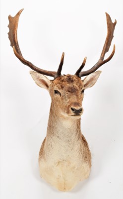 Lot 288 - Taxidermy: European Fallowbuck (Dama dama),...