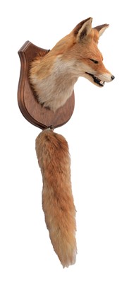 Lot 43 - Taxidermy: A Red Fox Mask with Brush (Vulpes...