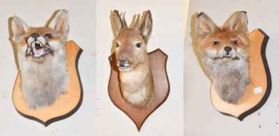 Lot 1339 - Taxidermy: A Pair of Red Fox Masks on matching...