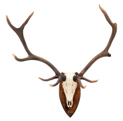 Lot 133 - Antlers/Horns: European Fallowbuck & European...