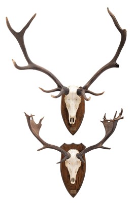 Lot 133 - Antlers/Horns: European Fallowbuck & European...