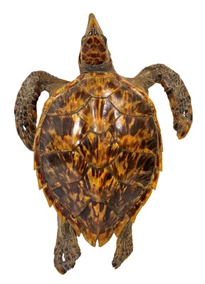 Lot 70 - Taxidermy: Hawksbill Sea Turtle (Eretmochelys...