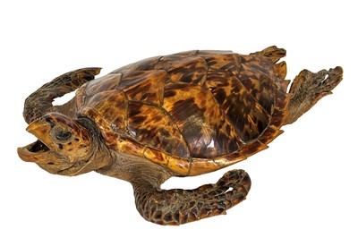 Lot 70 - Taxidermy: Hawksbill Sea Turtle (Eretmochelys...