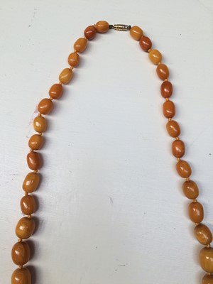 Lot 143 - An amber graduated bead necklace, length 81cm