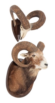 Lot 219 - Taxidermy: European Mouflon (Ovis aries...