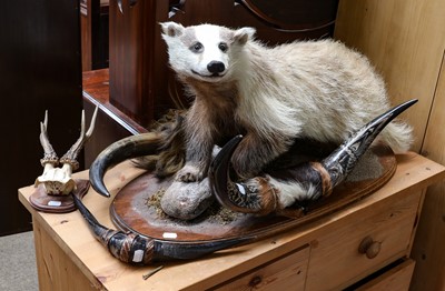 Lot 1183 - Taxidermy: European Badger full mount on oak...