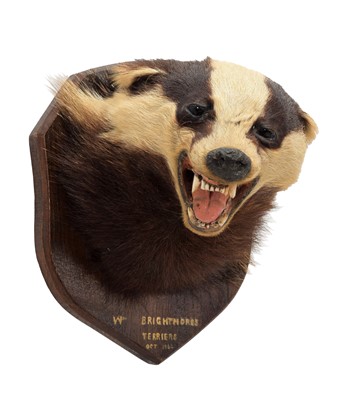 Lot 71 - Taxidermy: European Badger Mask (Meles meles),...