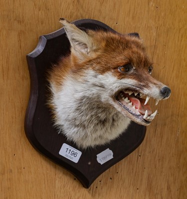 Lot 1196 - Taxidermy: European Fox Mask (Vulpes vulpes),...