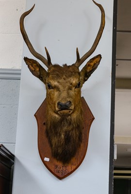 Lot 1190 - Taxidermy: An Late 19th Century Red Deer Neck...