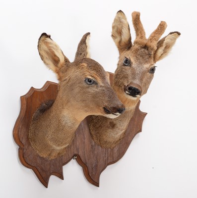 Lot 72 - Taxidermy: A Pair of Roe Deer (Capreolus...