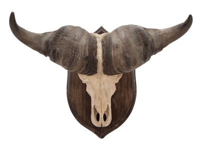 Lot 325 - Horns/Skulls: South African Cape Buffalo...