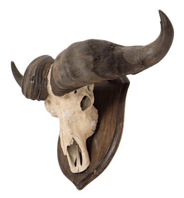 Lot 325 - Horns/Skulls: South African Cape Buffalo...