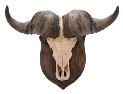 Lot 325 - Horns/Skulls: South African Cape Buffalo...