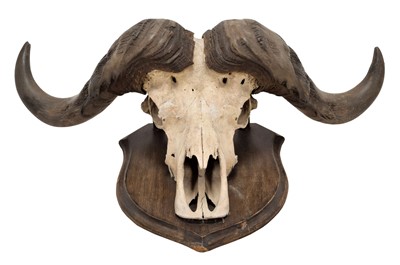 Lot 325 - Horns/Skulls: South African Cape Buffalo...