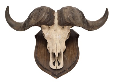 Lot 325 - Horns/Skulls: South African Cape Buffalo...