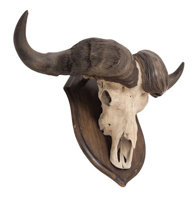 Lot 325 - Horns/Skulls: South African Cape Buffalo...