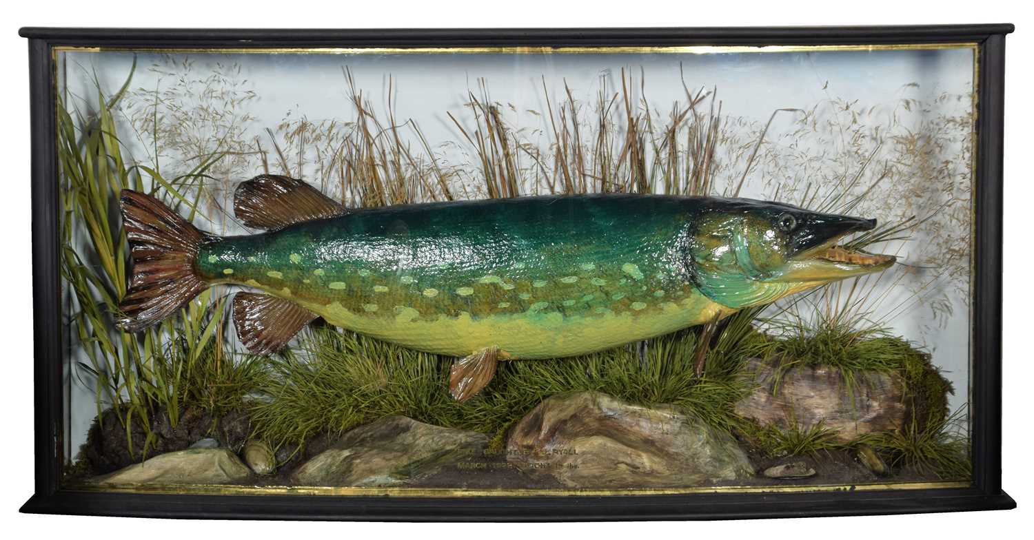 Lot 177 - Taxidermy: A Cased Northern Pike (Esox lucius),...