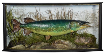 Lot 177 - Taxidermy: A Cased Northern Pike (Esox lucius),...